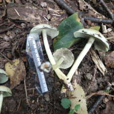 Hypholoma fasciculare - Ложноопёнок серно-жёлтый