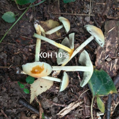 Hypholoma fasciculare - Ложноопёнок серно-жёлтый