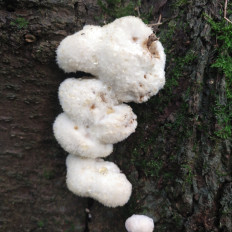 Гриб из Мытищи