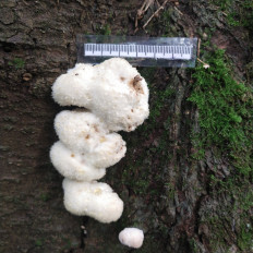 Гриб из Мытищи