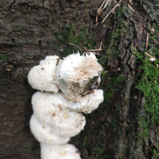 Гриб из Мытищи