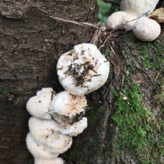 Гриб из Мытищи