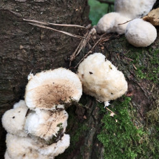 Гриб из Мытищи