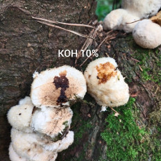 Гриб из Мытищи