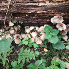 Гриб из Мытищи