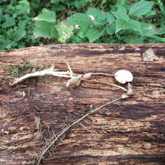 Гриб из Мытищи