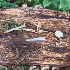 Гриб из Мытищи