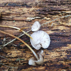 Гриб из Мытищи