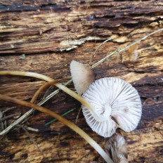 Гриб из Мытищи