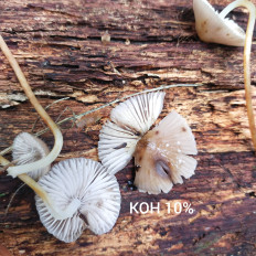 Гриб из Мытищи