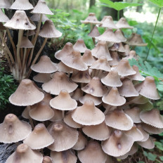 Гриб из Мытищи