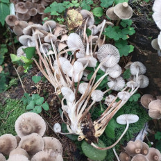 Гриб из Мытищи