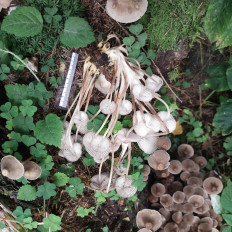 Гриб из Мытищи