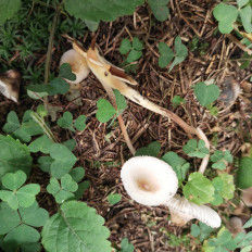 Гриб из Мытищи