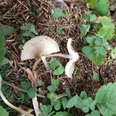 Гриб из Мытищи