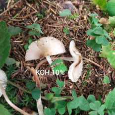 Гриб из Мытищи