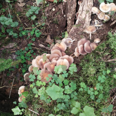 Гриб из Мытищи