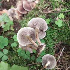 Гриб из Мытищи