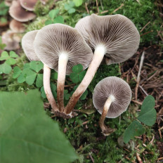 Гриб из Мытищи