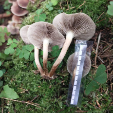 Гриб из Мытищи