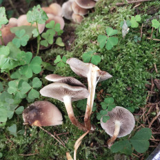 Гриб из Мытищи