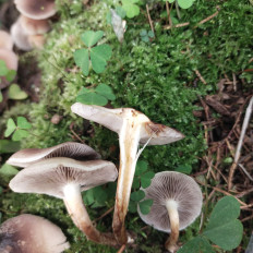 Гриб из Мытищи