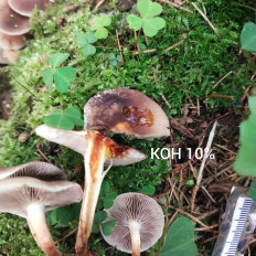 Гриб из Мытищи