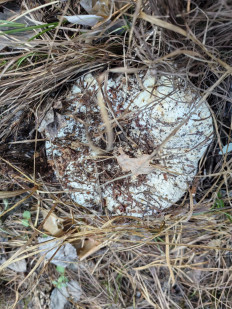 Гриб из Самара