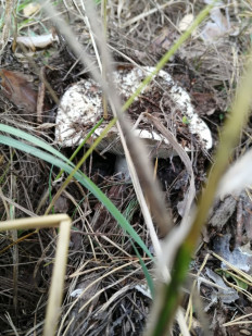 Гриб из Самара