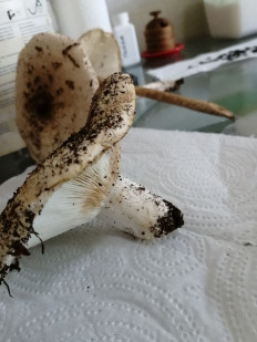 Гриб из Самара