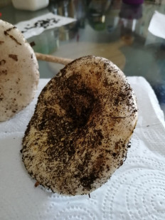 Гриб из Самара