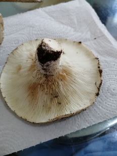 Гриб из Самара