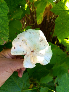 Гриб из гп.Красный Бор Тосненский район Ленинградская область