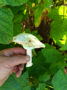 Гриб из гп.Красный Бор Тосненский район Ленинградская область