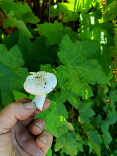 Гриб из гп.Красный Бор Тосненский район Ленинградская область