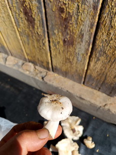 Гриб из гп.Красный Бор Тосненский район Ленинградская область