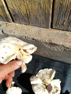 Гриб из гп.Красный Бор Тосненский район Ленинградская область