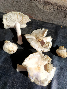 Гриб из гп.Красный Бор Тосненский район Ленинградская область