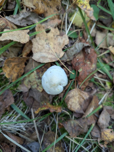 Гриб из Сергиев-Посадский район, д. Кузьмино