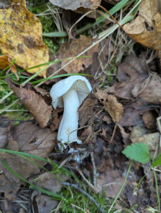 Гриб из Сергиев-Посадский район, д. Кузьмино