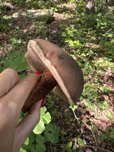 Гриб из Владивосток