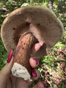 Гриб из Владивосток