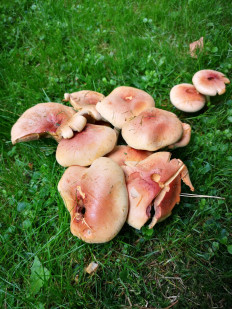 Гриб из Москва