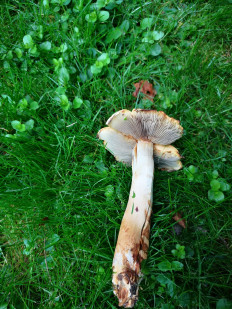 Гриб из Москва