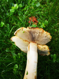 Гриб из Москва