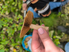 Гриб из Ярославль