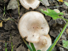 Гриб из Ярославль