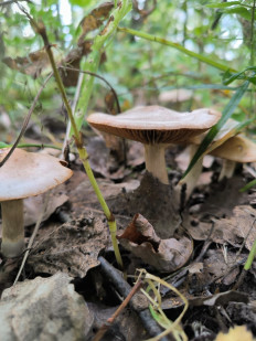 Гриб из Ярославль