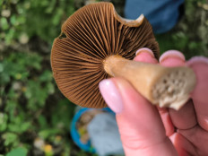 Гриб из Ярославль