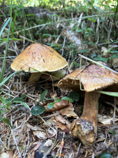 Гриб из Nassfelf